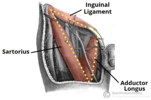 Borders-of-the-Femoral-Triangle